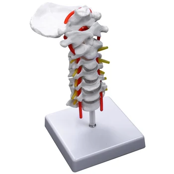 Шийни прешлени артерия гръбначен стълб гръбначни нерви анатомичен модел анатомия за наука класна стая проучване дисплей преподаване модел